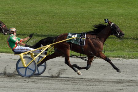 Фото американского рысака (стандартбредная порода)