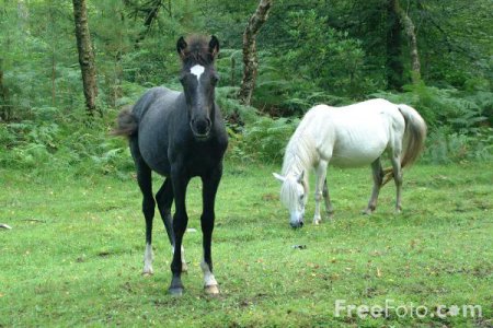 Жеребёнок и кобыла породы Нью - форест
