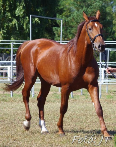 Лошадь породы Гидран рыжей масти