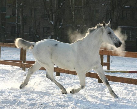 Лошадка зимой