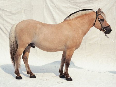 Пони породы Фьорд