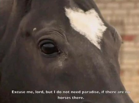 Небесные кони. Смотреть фильм про лошадей онлайн.
