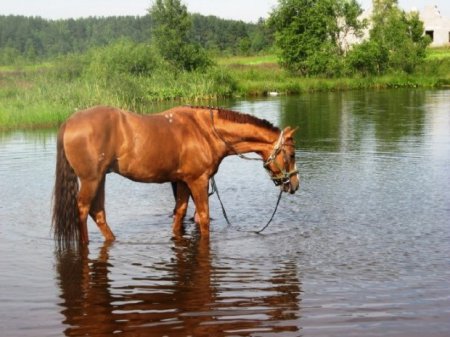 Фото буденновская лошадь