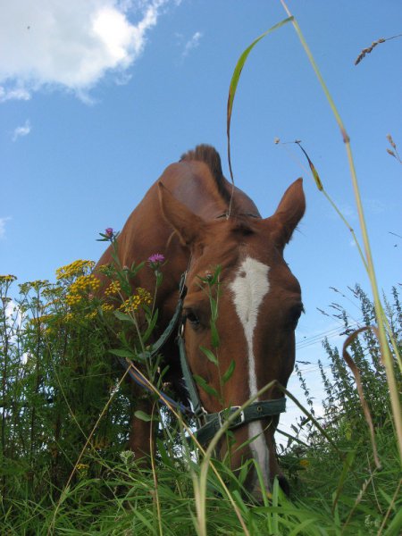 Фото лошади буденновской породы