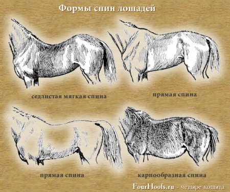 Что такое холка у лошади. 1338039384 spina.tema. Что такое холка у лошади фото. Что такое холка у лошади-1338039384 spina.tema. картинка Что такое холка у лошади. картинка 1338039384 spina.tema. Рис. 1. Границы области холки.