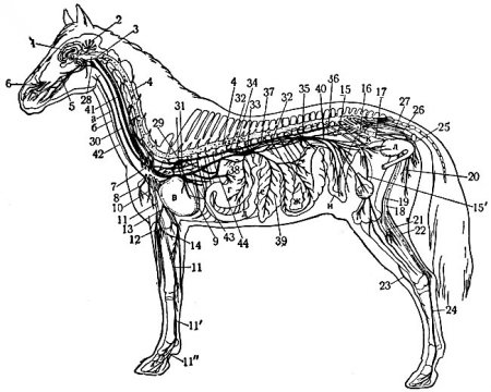 Схема нервной системы лошади