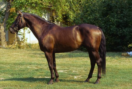 Лошади породы фуриозо-норт стар: фото, описание, история происхождения