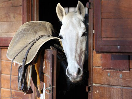 Фото лошади серой масти