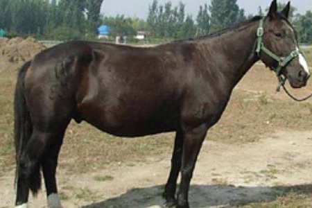 Лошадь породы йили: фото, описание, история происхождения