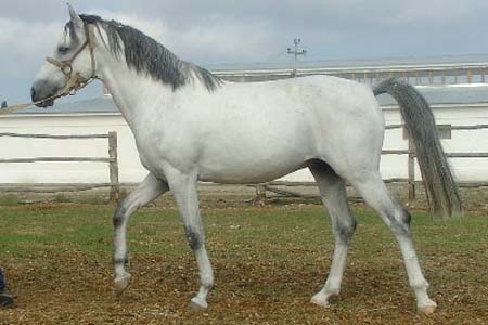 Делибозская (казахская) лошадь