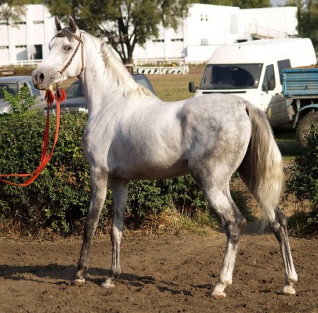 Фото лошади терской породы