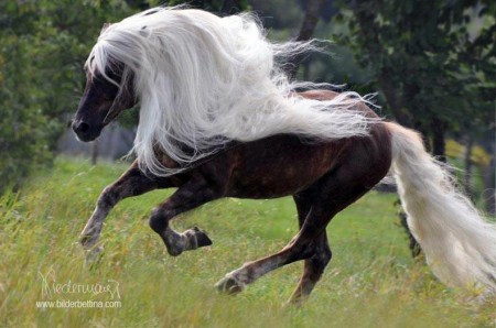Фот скачущей лошади