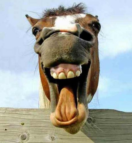 Лошадь зевает