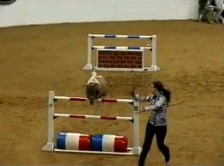 Видео конкура мини-лошадей