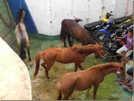 Пони породы Сумба и Сумбава