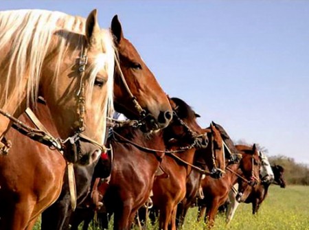 В Улан-Удэ состоится фестиваль по адаптивному конному спорту