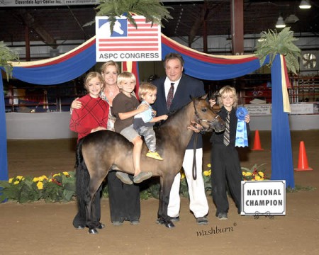 Фото американского шетлендского пони