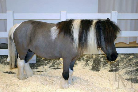 Виктор решил выяснить соответствует ли изображенная на фотографии лошадь стандартам породы фалабелла