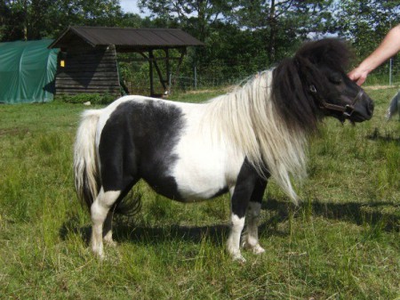 Виктор решил выяснить соответствует ли изображенная на фотографии лошадь стандартам породы фалабелла