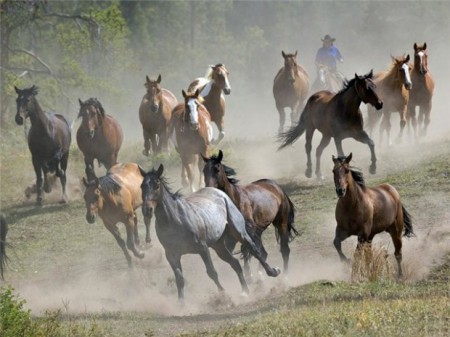 В Гомельской области россиянин пытался вывезти 17 лошадей-"нелегалов"