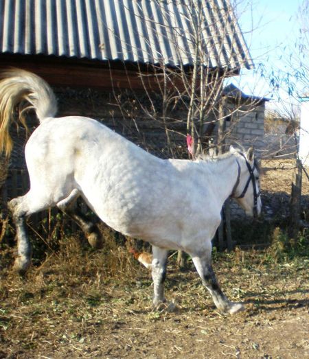 200 тысяч рублей заплатит владелица лошади, сделавшей ребенка инвалидом