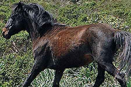 Сардинский пони: фото, описание, история происхождения