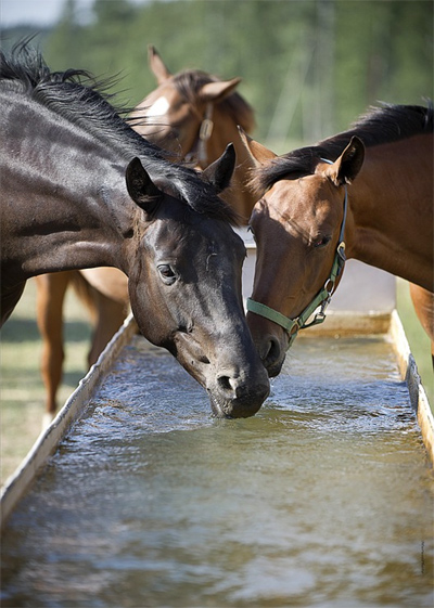 Гигиена коpмления и поения лошадей