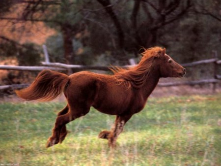 Фото пони породы скирос рыжей масти