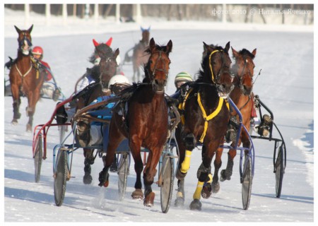 Рысистые бега