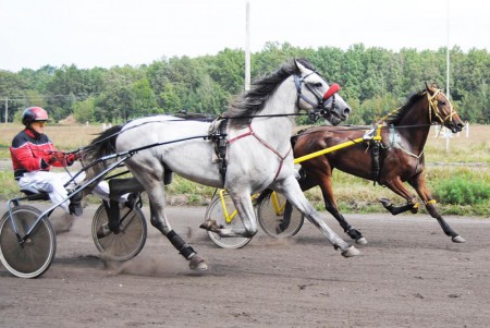 Рысистые бега