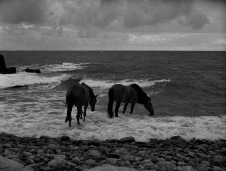 Фото двух лошадей возле моря