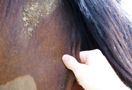 Проверка эластичности кожи лошади