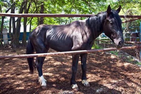 Зоозащитники предлагают принять закон о лошадях, который защитит животных от жестокой эксплуатации в прокате
