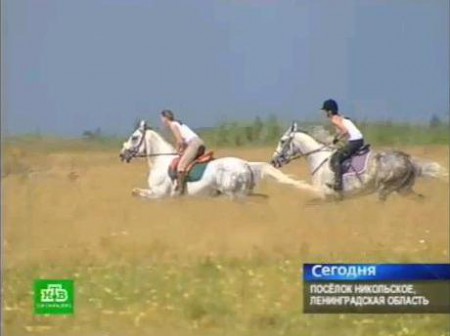 В Ленинградской области прошли скачки с участием самых быстрых лошадей. Соревновались наездники в седле и на колясках
