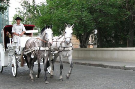 Фото упряжки лошадей на автомобильной дороге
