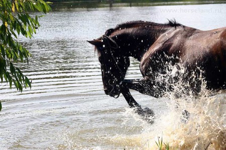 Купающаяся лошадь