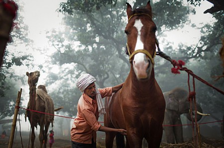 Фото человека который моет лошадь