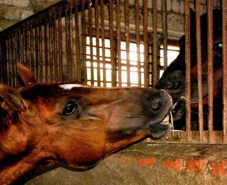 Фото лошади