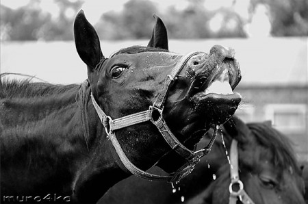 Фото лошади