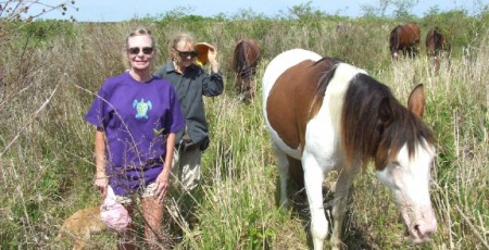 Фото лошади породы абако пегой масти