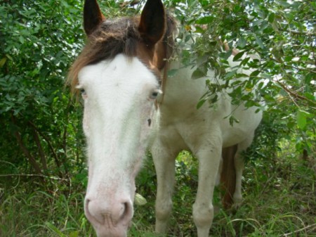 Лошади породы абако-барб: фото, видео, описание, история происхождения