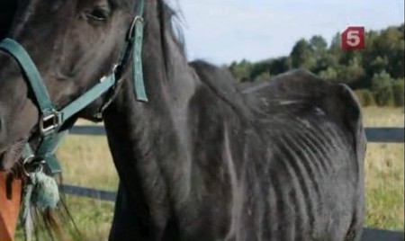 В Петербурге зоозащитники вскрывают страшные тайны лошадиных судеб