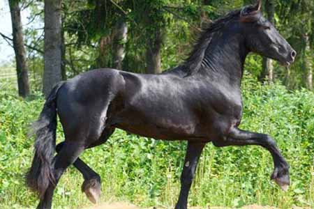 Лошади восточно-фризской породы: фото, опиание, история происхождения