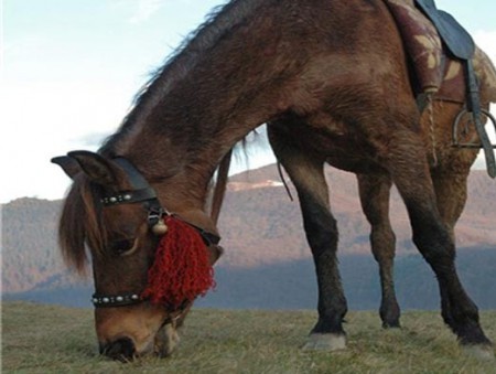 В Белгородской области нашёлся пони, который пропал четыре месяца назад