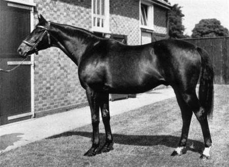 Неарко (1935-1957) - великий скаковой жеребец