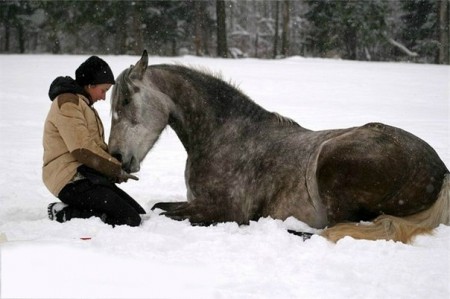 Фото лошади и человека