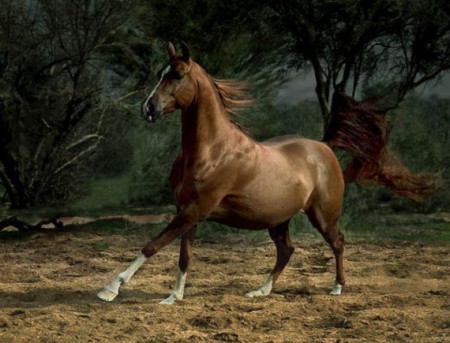 Работа с лошадью сильного неуравновешенного типа высшей нервной деятельности