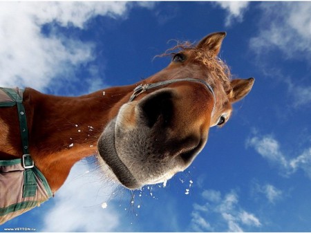 Фото лошади рыжей масти