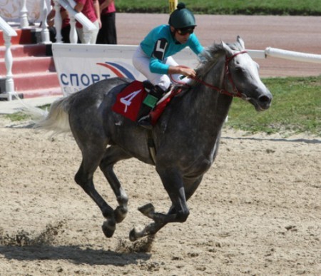 Фото жеребца Грей Рио