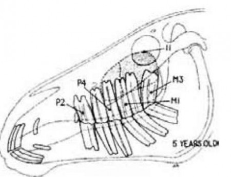 Расположение коренных зубов у лошади в 5 лет